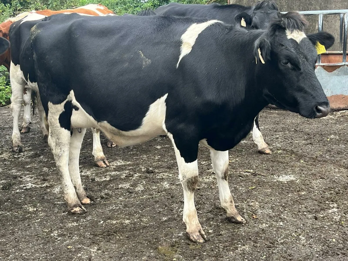 Friesian  heifers - Image 1