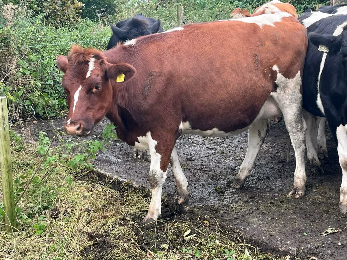 Friesian  heifers - Image 3