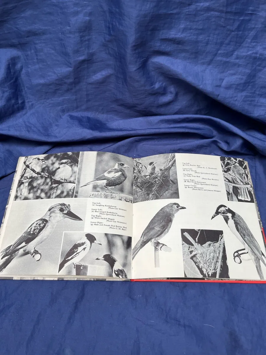 Book on birds - Image 4
