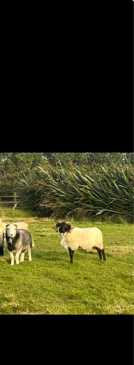 Sheep - Image 1