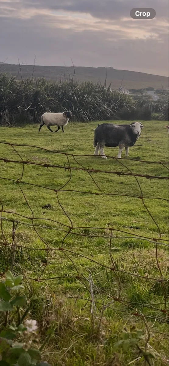 Sheep - Image 2