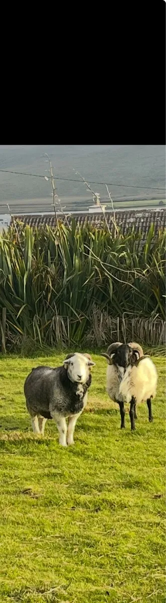 Sheep - Image 3