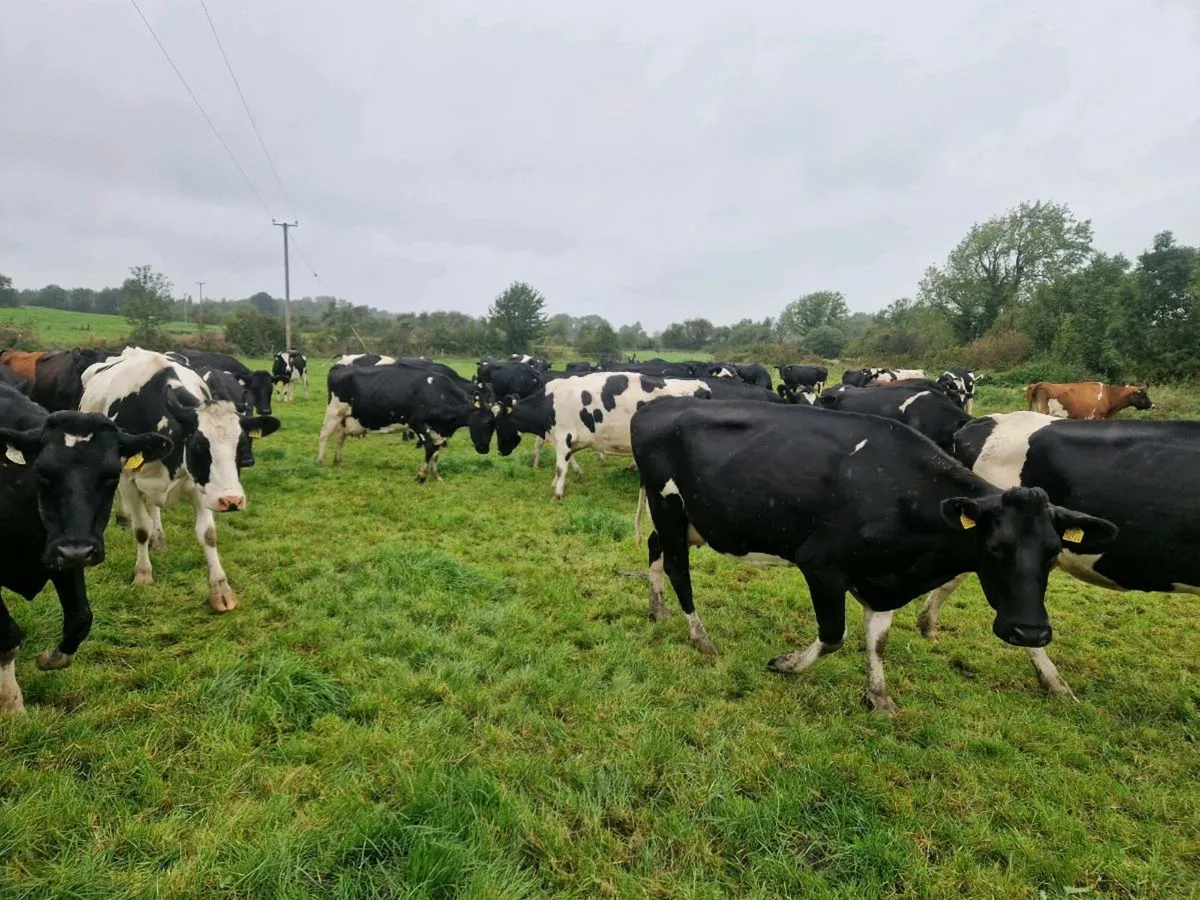 Milking cows. - Image 1