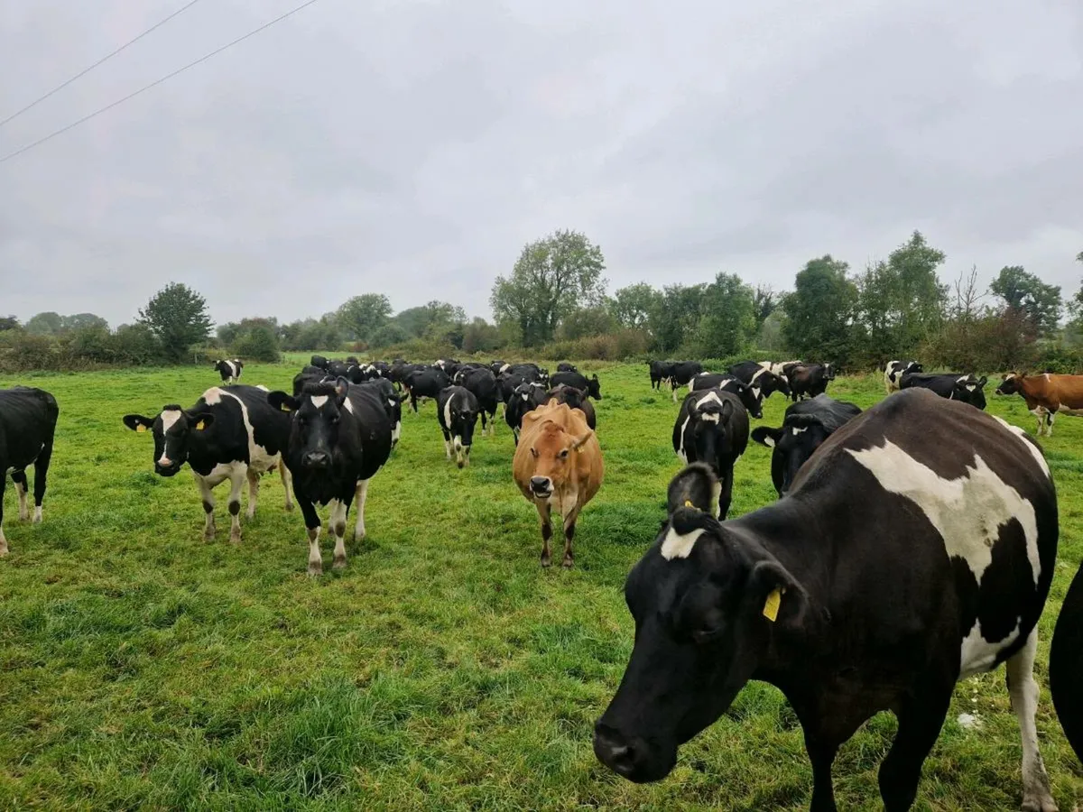 Milking cows. - Image 2