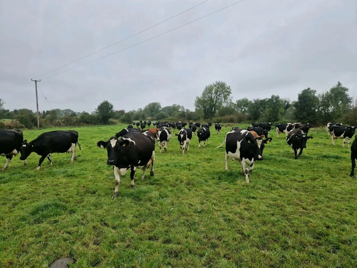 Milking cows. - Image 3