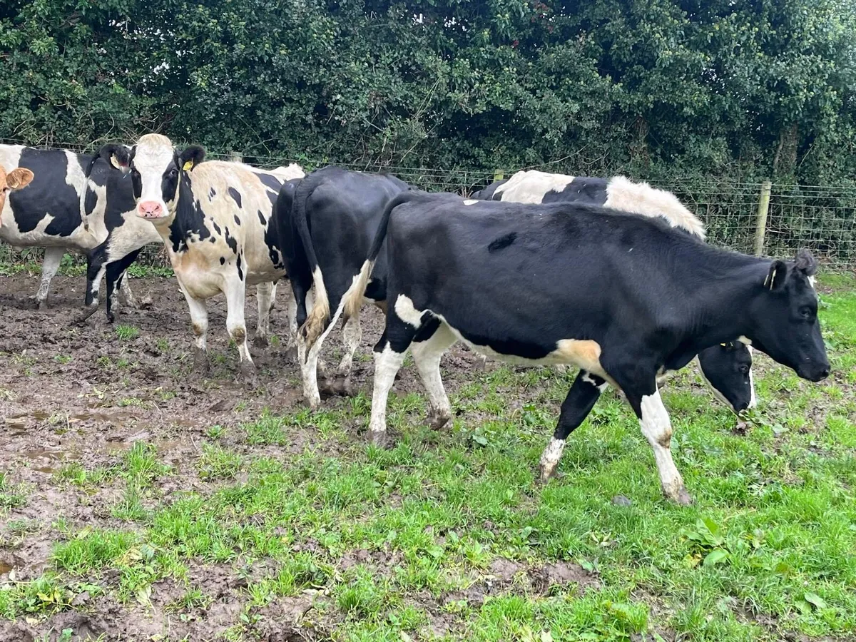 8 super ai bred Frisian bulling heifers - Image 1