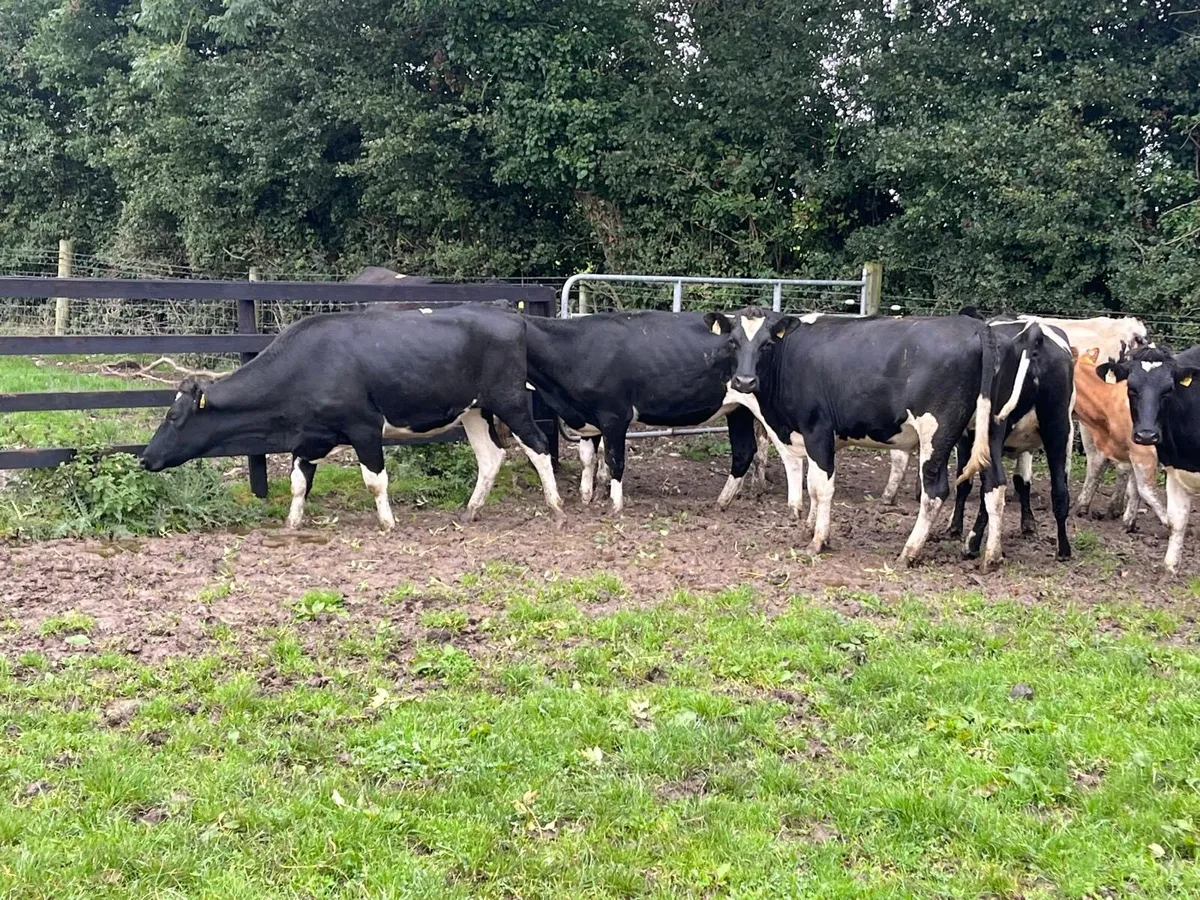 8 super ai bred Frisian bulling heifers - Image 2