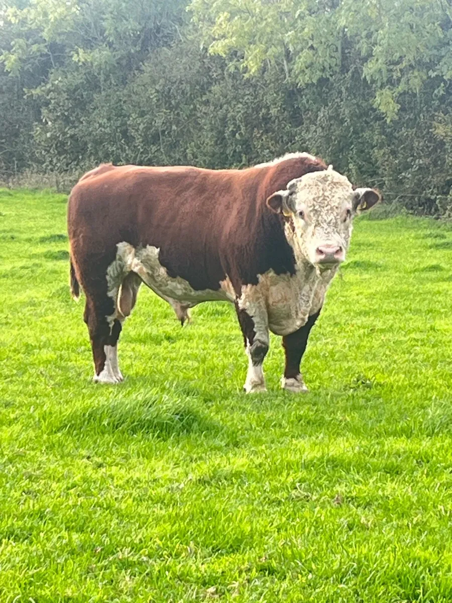 AA/HE Bulls - Image 1