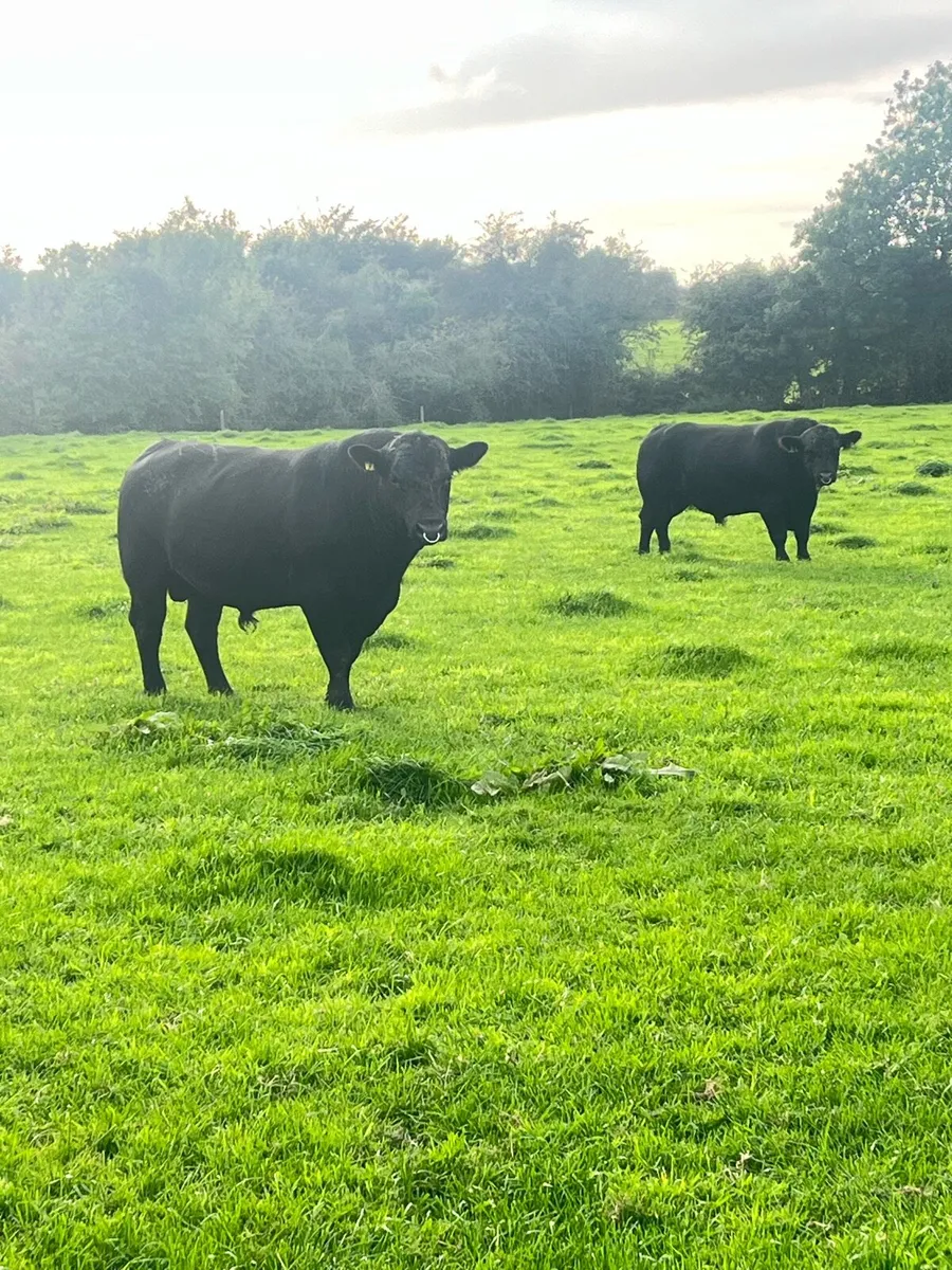 AA/HE Bulls - Image 3