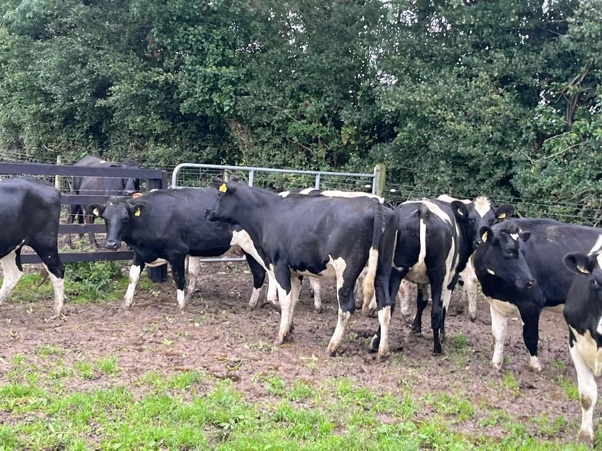 8 super ai bred Frisian bulling heifers - Image 3