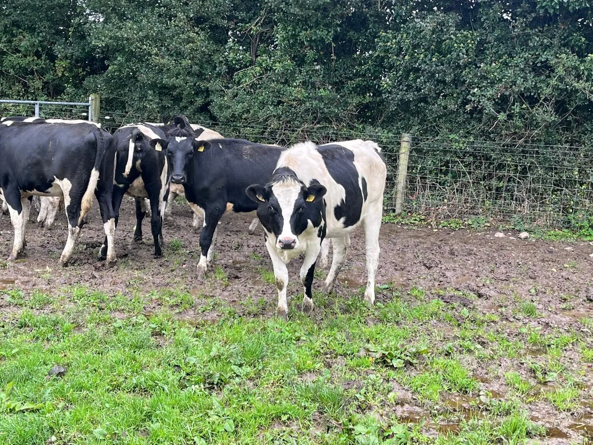 8 super ai bred Frisian bulling heifers - Image 4