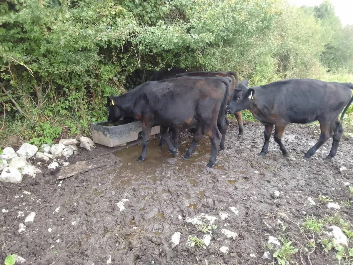Cattle - Image 1