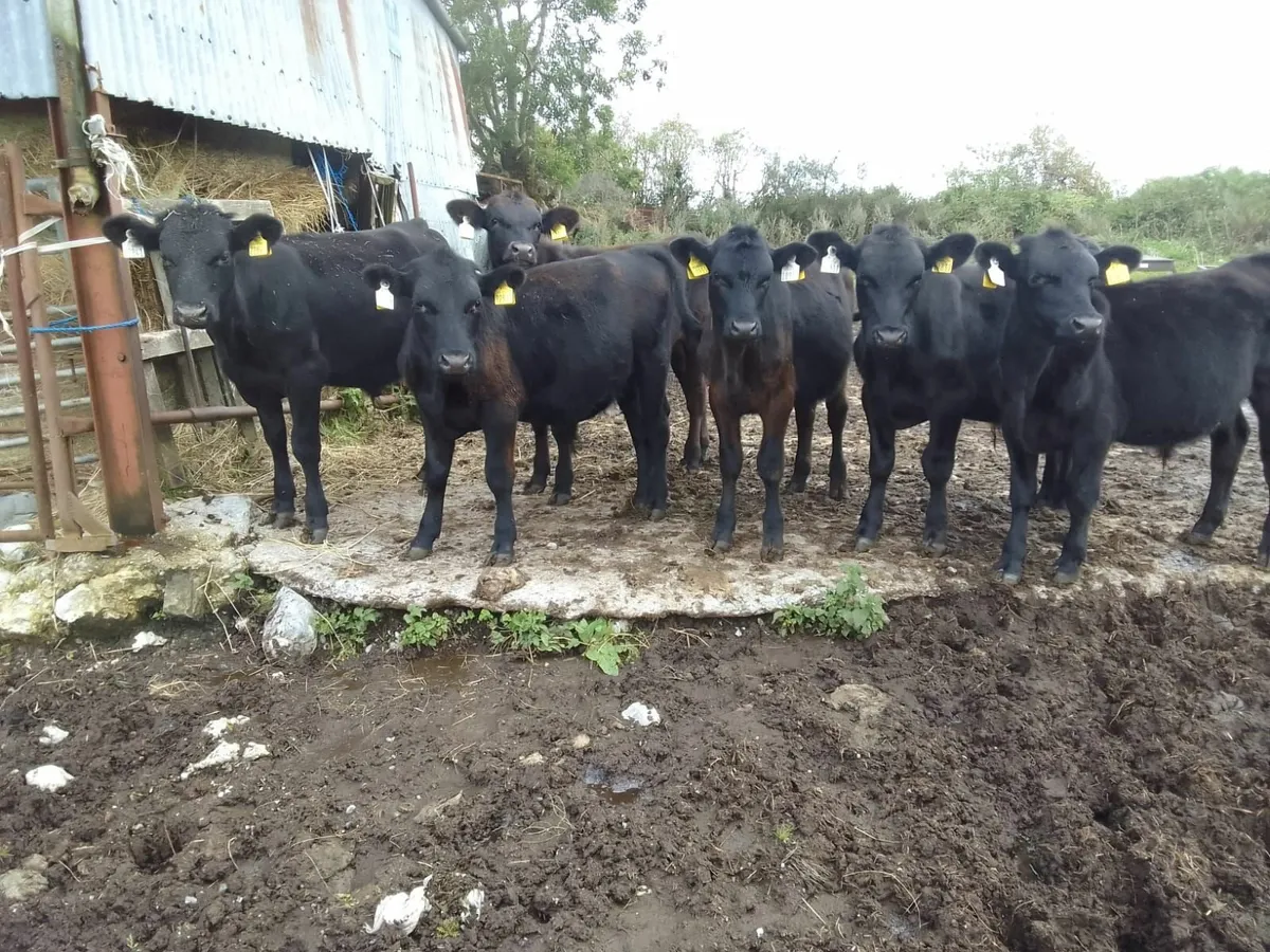 Cattle - Image 2
