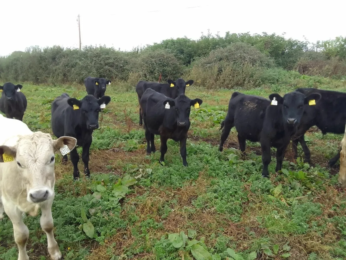 Cattle - Image 3