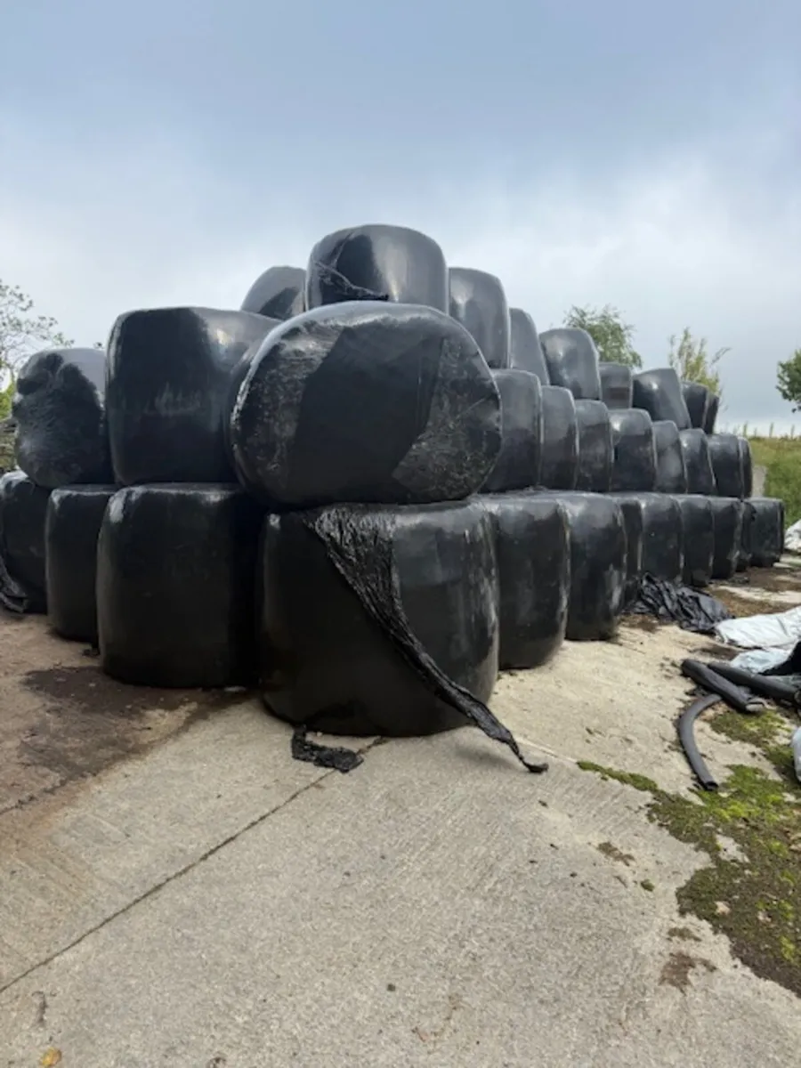 Organic arable silage bales - Image 2