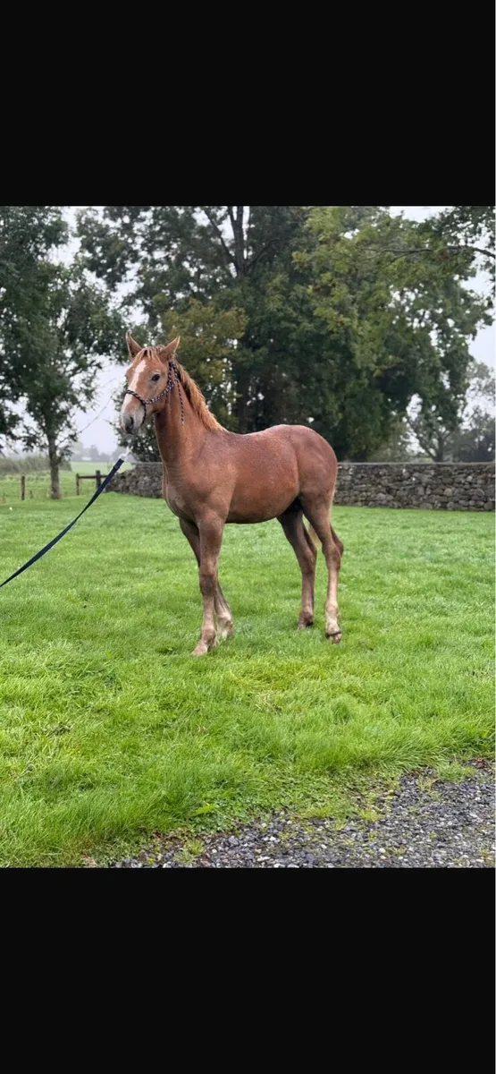 RID colt foal - Image 1
