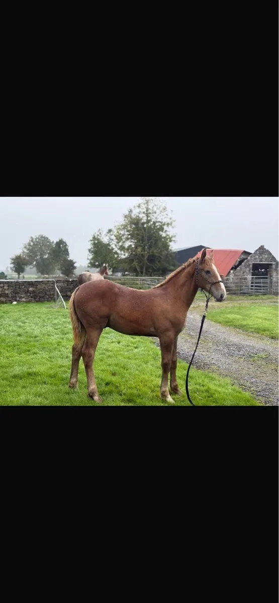 RID colt foal - Image 2