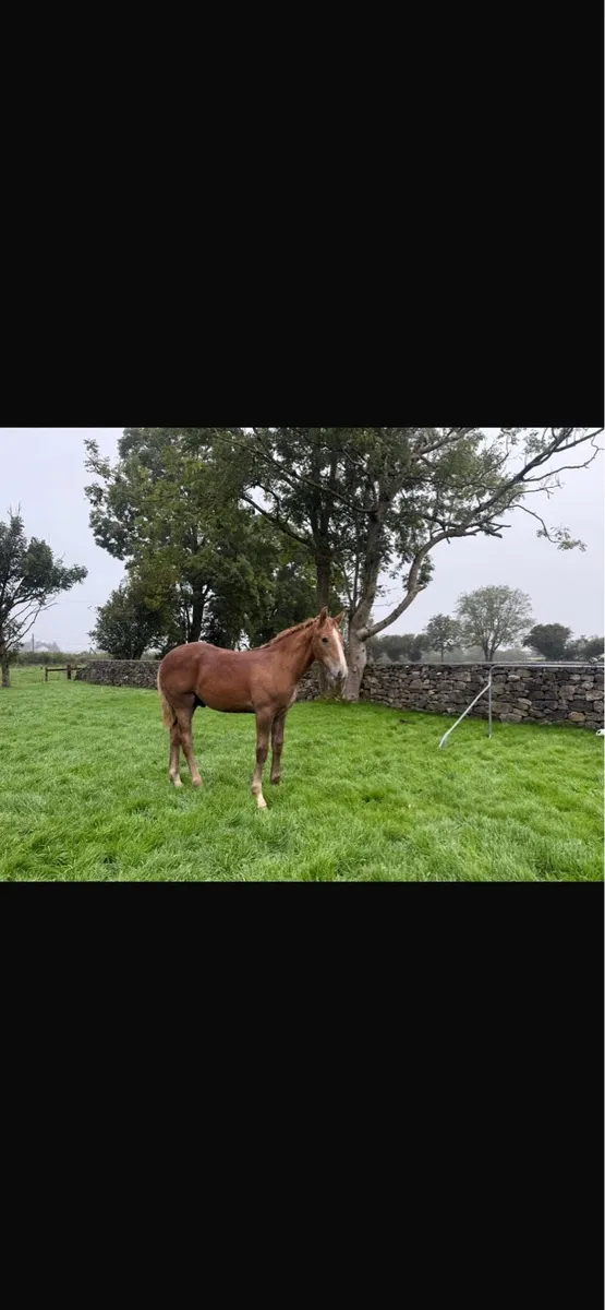 RID colt foal - Image 3