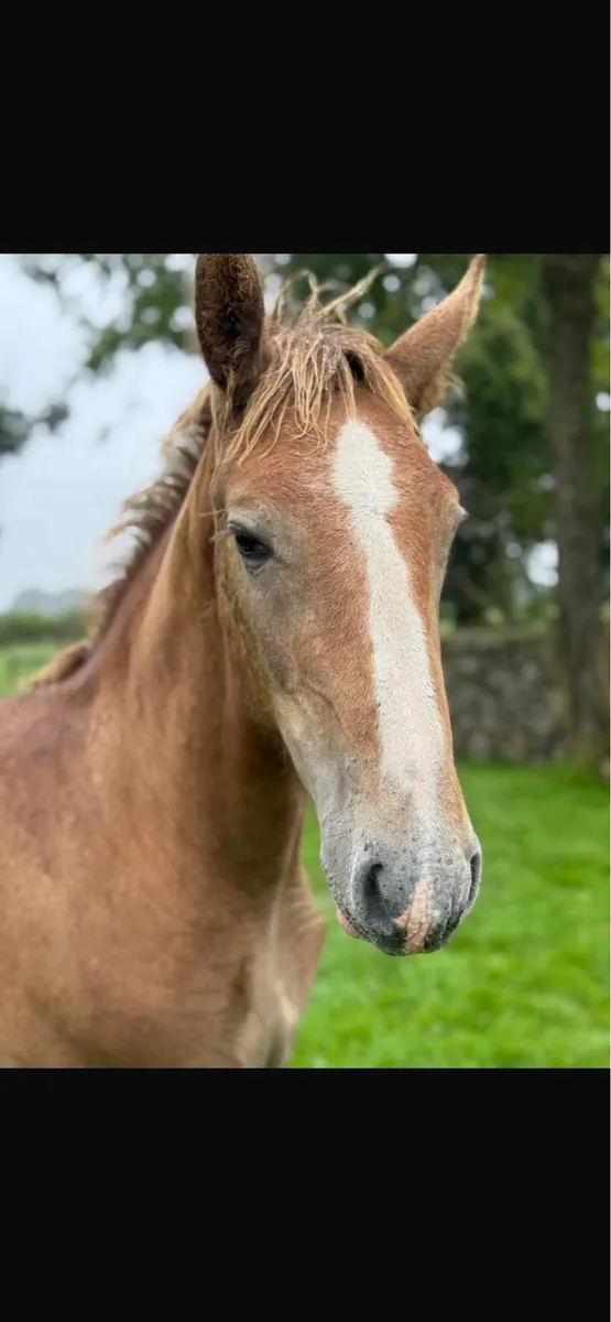 RID colt foal - Image 4