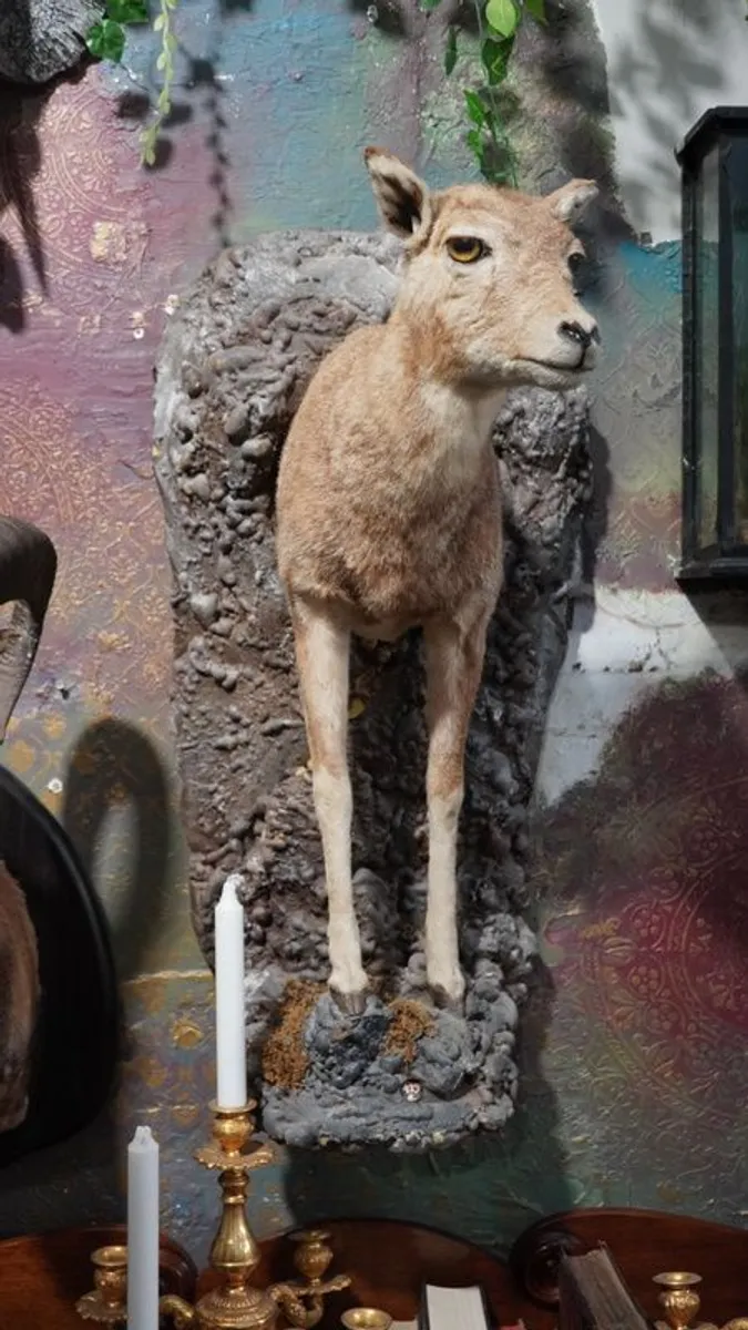 Beautiful Taxidermy Roe Deer Mount - Image 2
