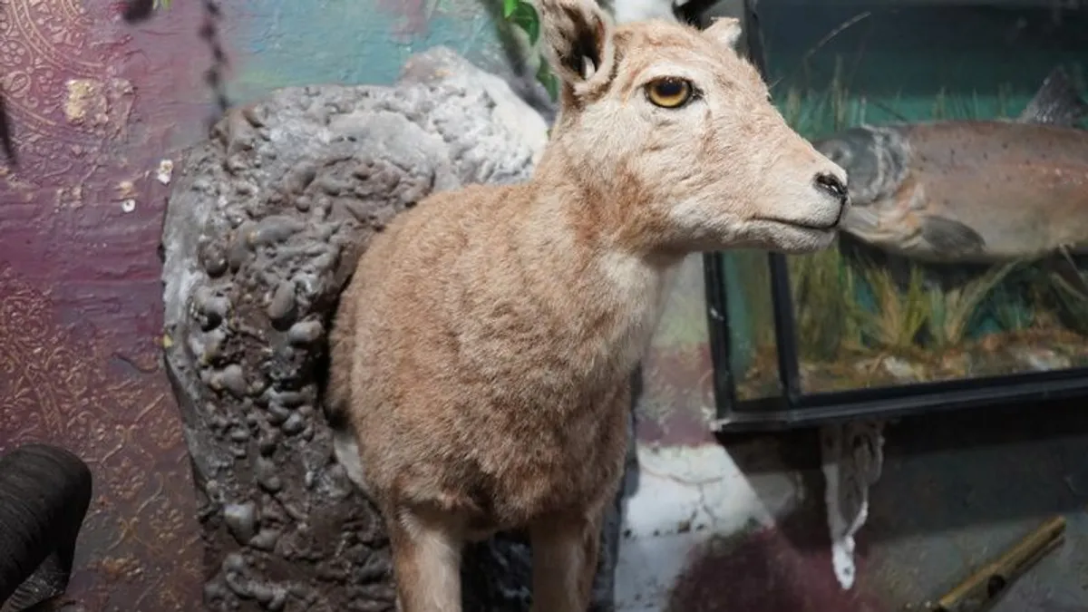 Beautiful Taxidermy Roe Deer Mount - Image 3