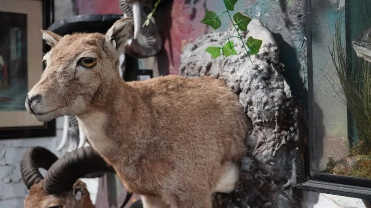 Beautiful Taxidermy Roe Deer Mount - Image 4