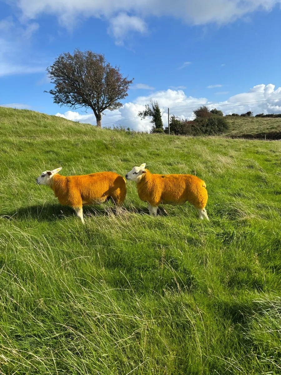 ⭐️Pedigree Texel Rams SIS Approved ⭐️ - Image 2