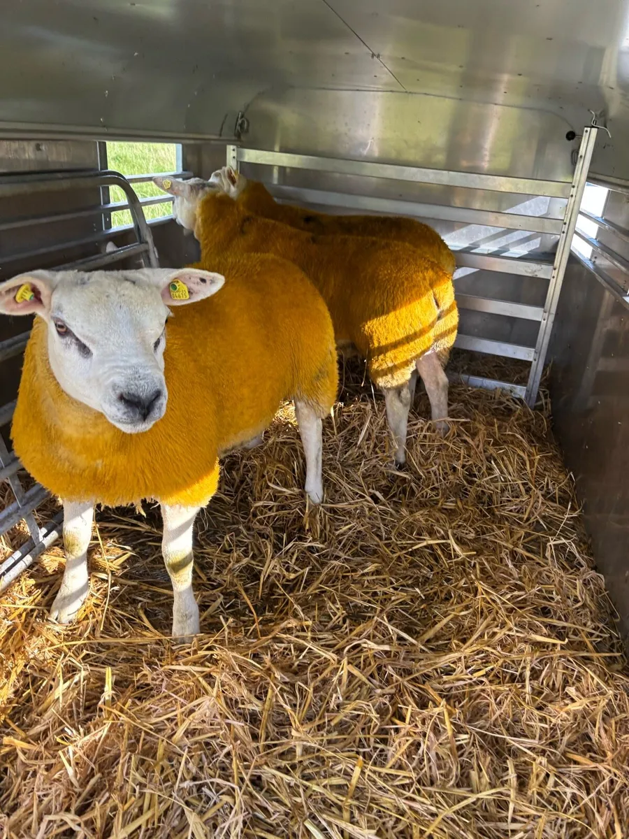 ⭐️Pedigree Texel Rams SIS Approved ⭐️ - Image 3