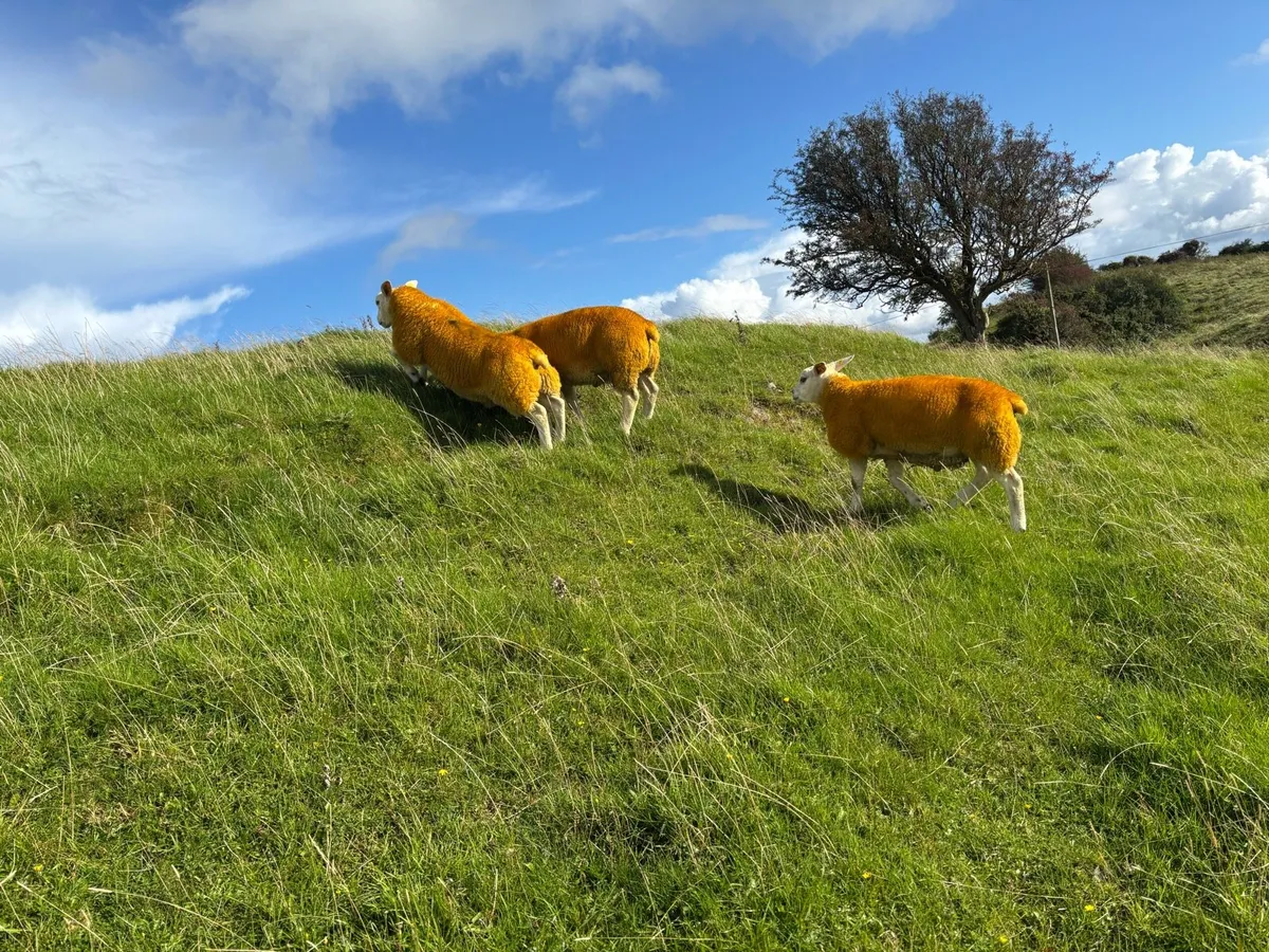 ⭐️Pedigree Texel Rams SIS Approved ⭐️ - Image 4