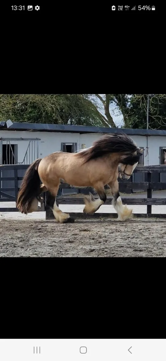 Horse - Image 2