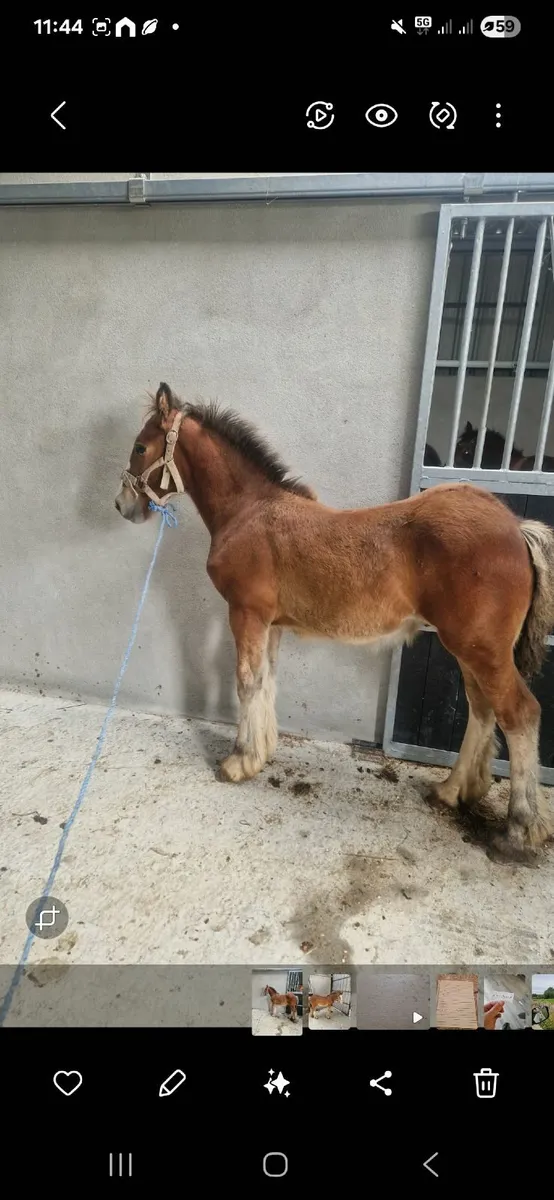 Horse - Image 1