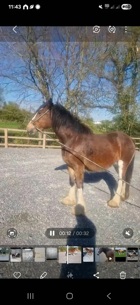 Horse - Image 4