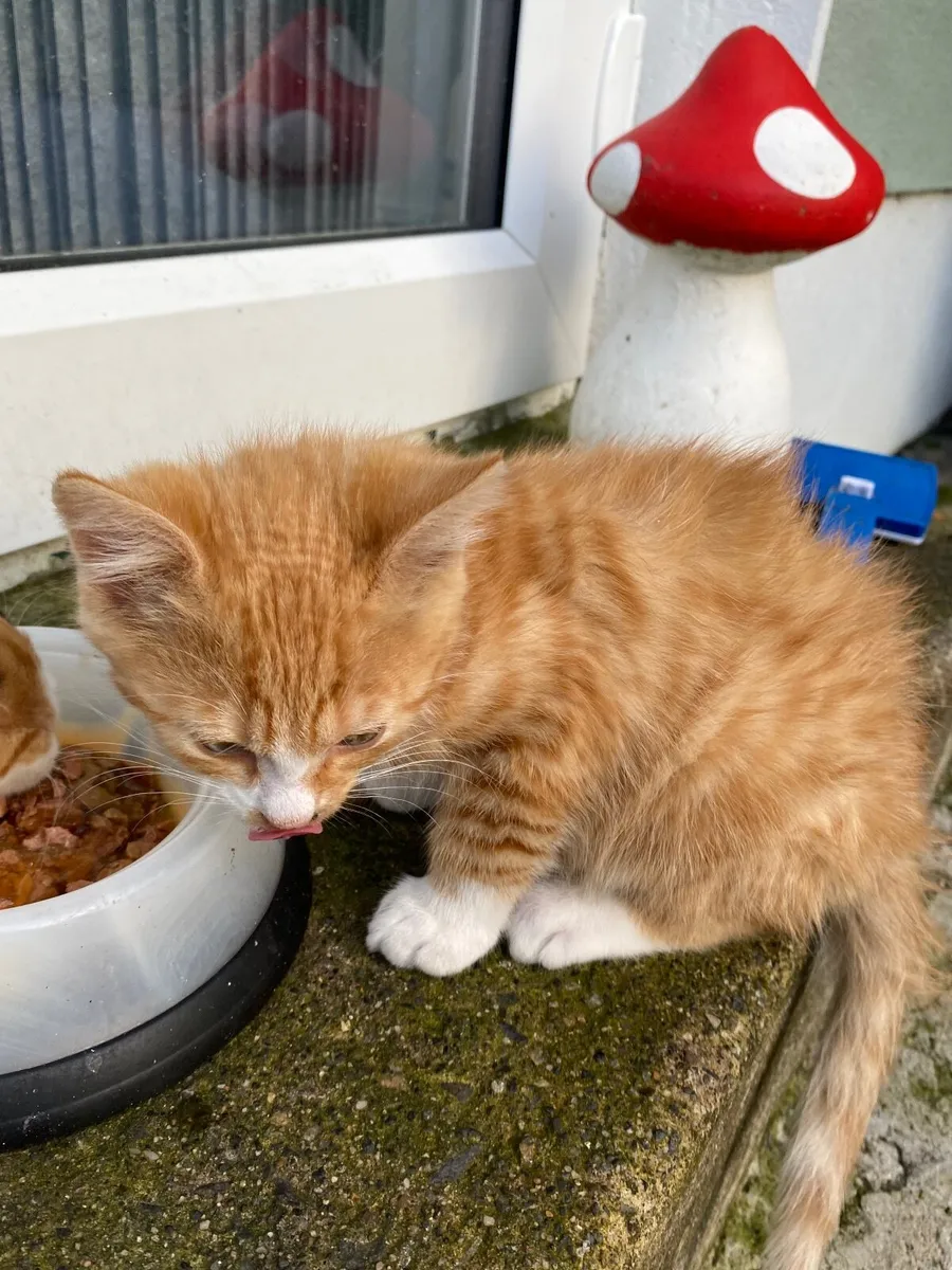 Kitten - Image 2