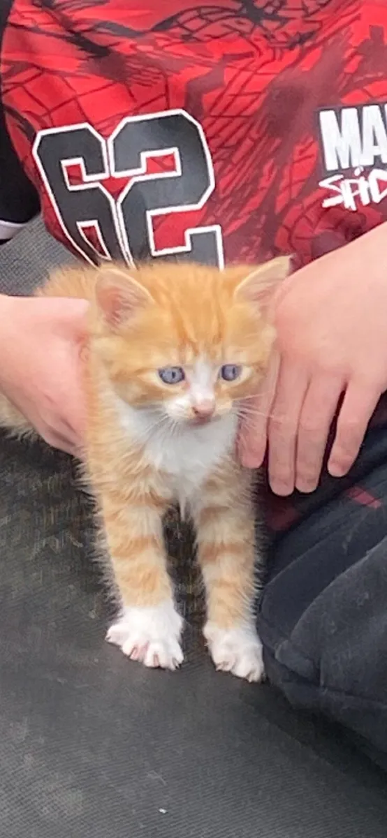 Kitten - Image 3