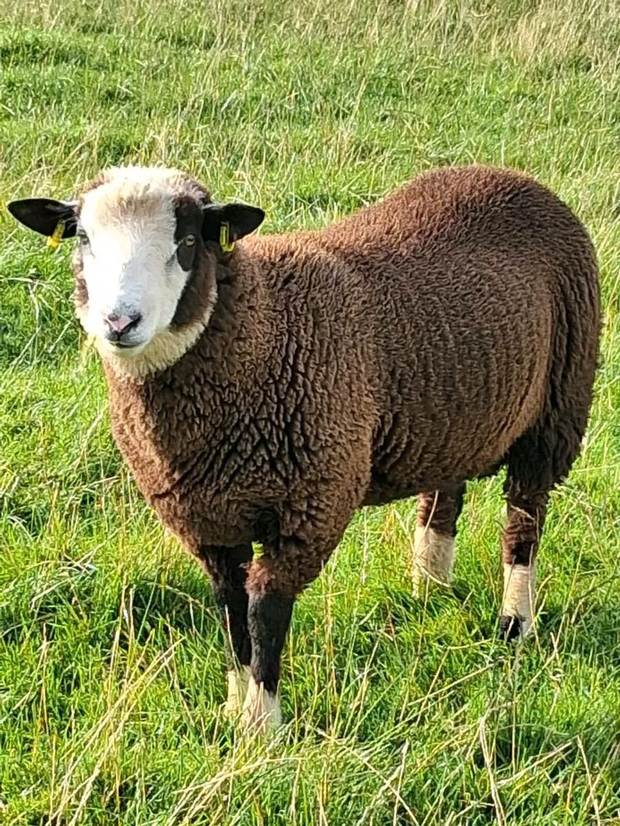 Dorset / zwartble cross ram lambs (3 LEFT) - Image 1
