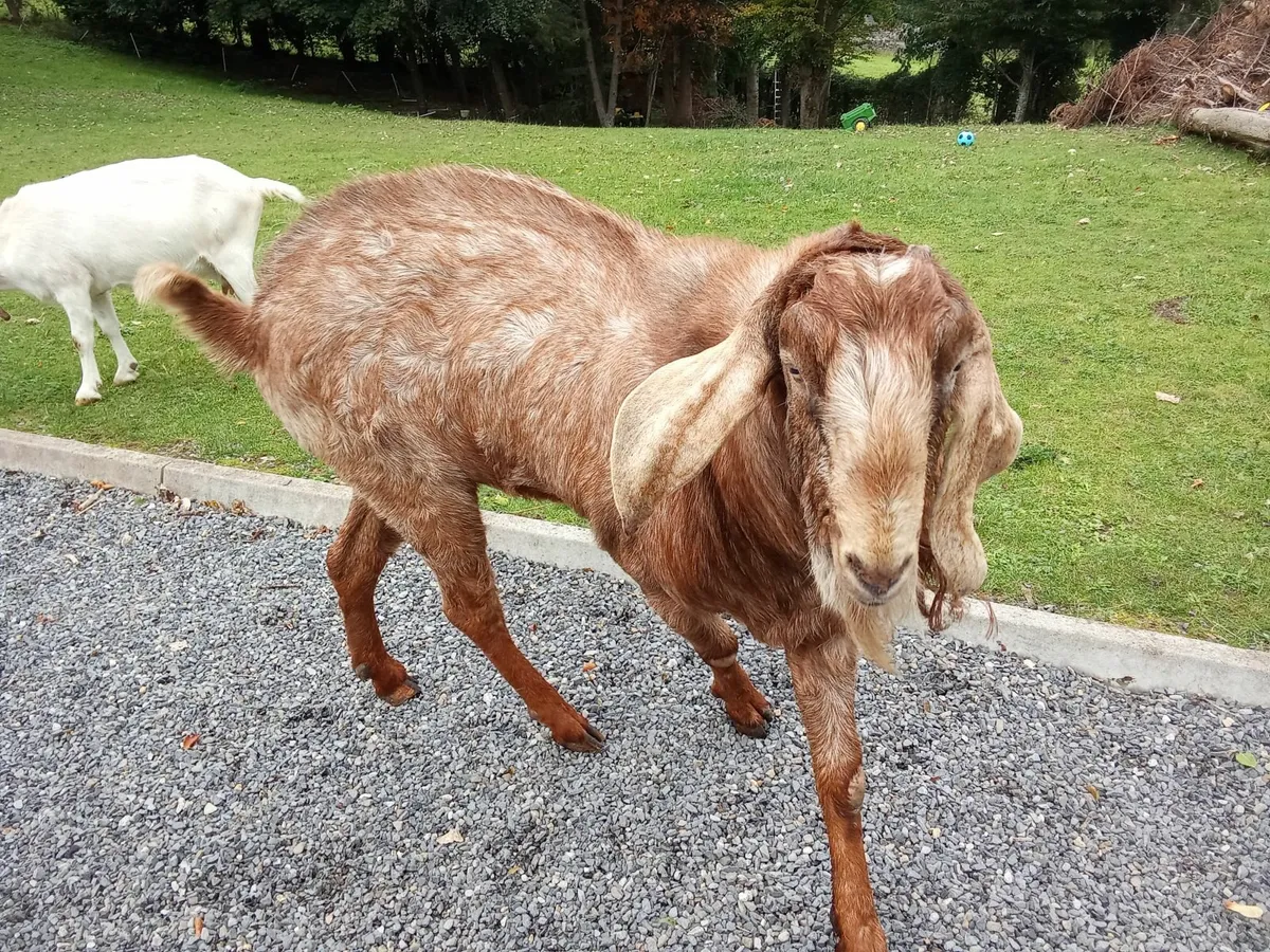 Nubian buck for sale