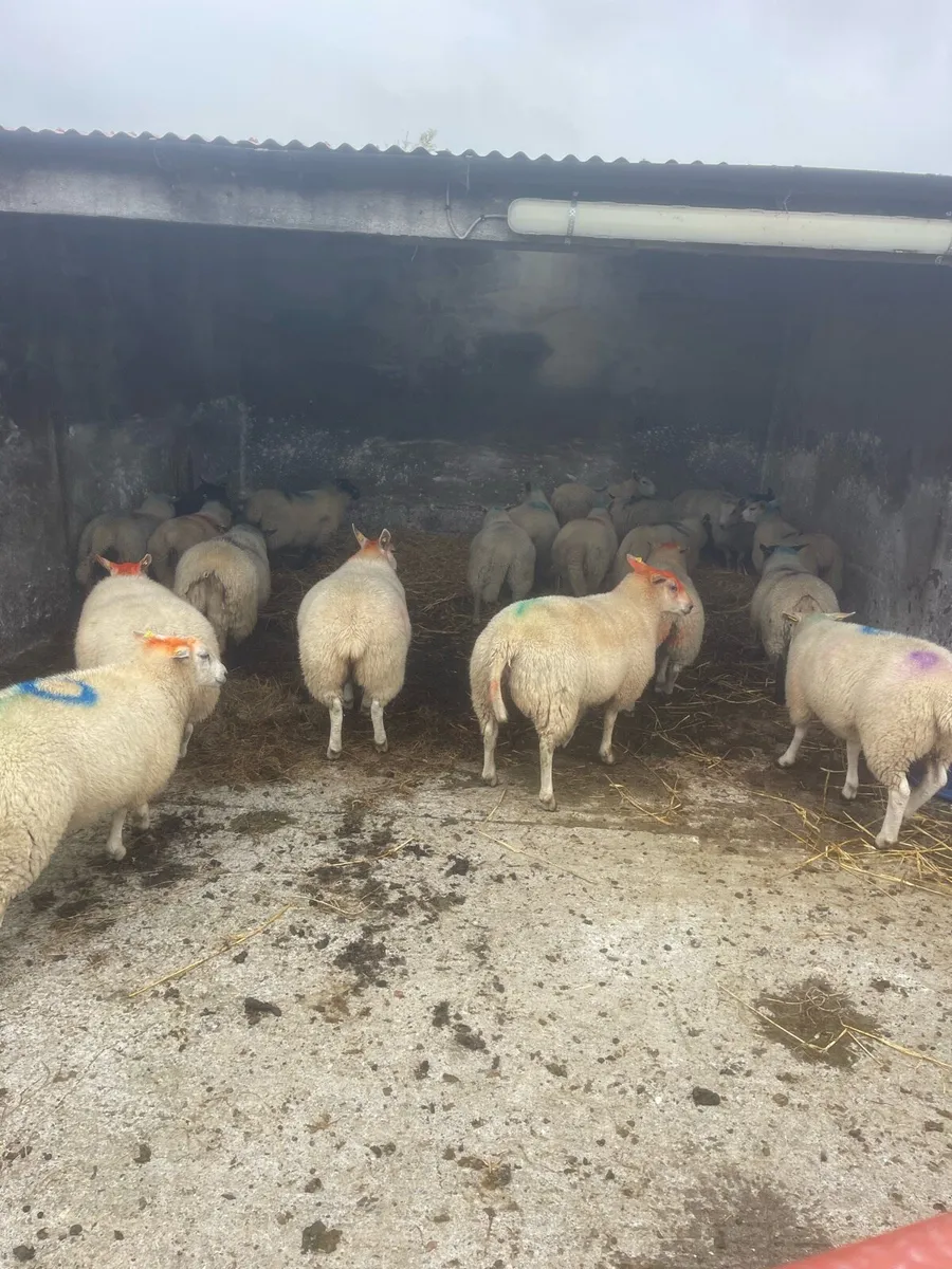 Sheep - Image 1