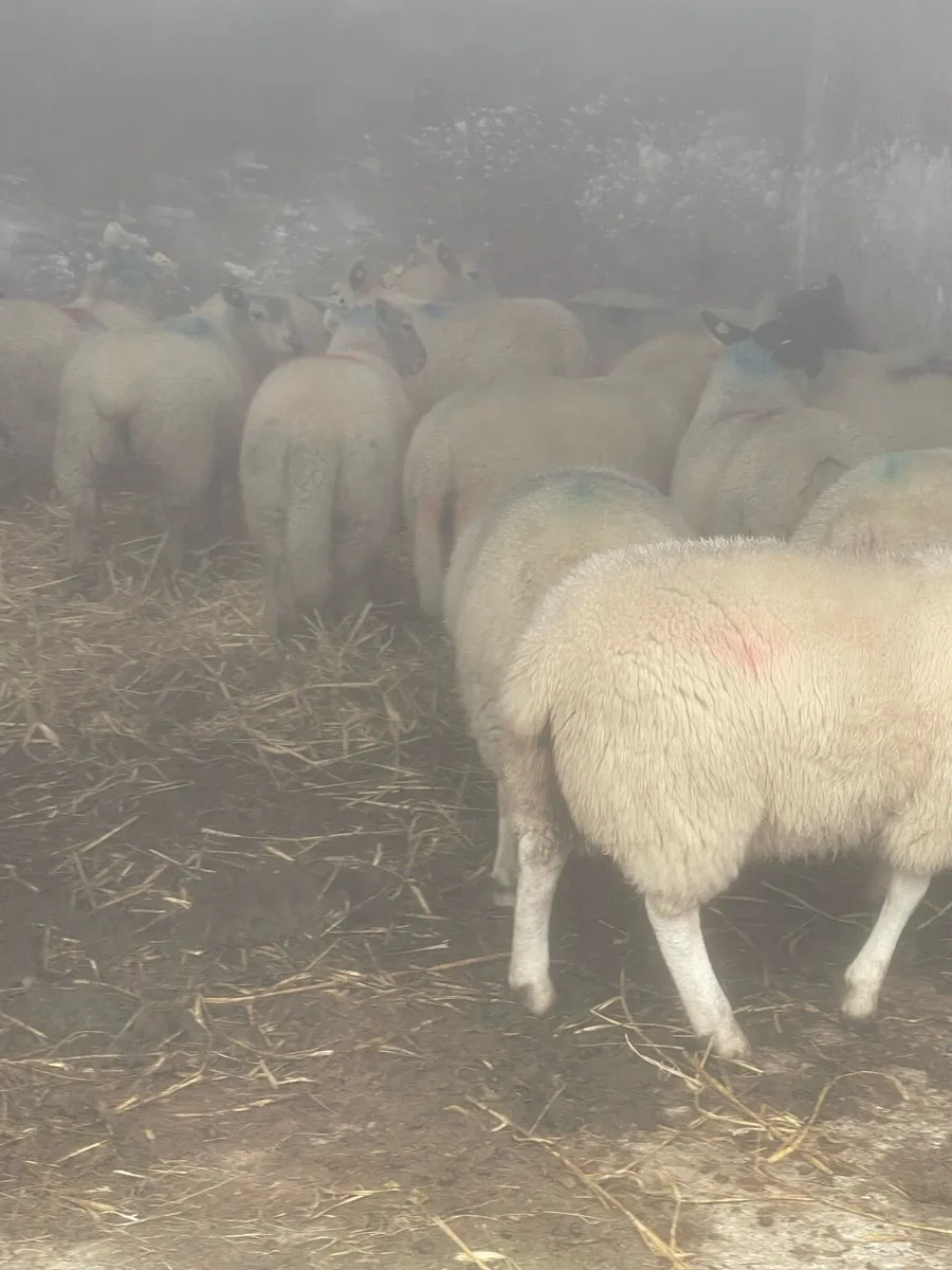 Sheep - Image 2