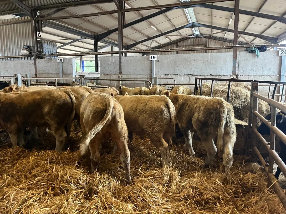 12 super 320 kg charlaois bull weanlings - Image 1
