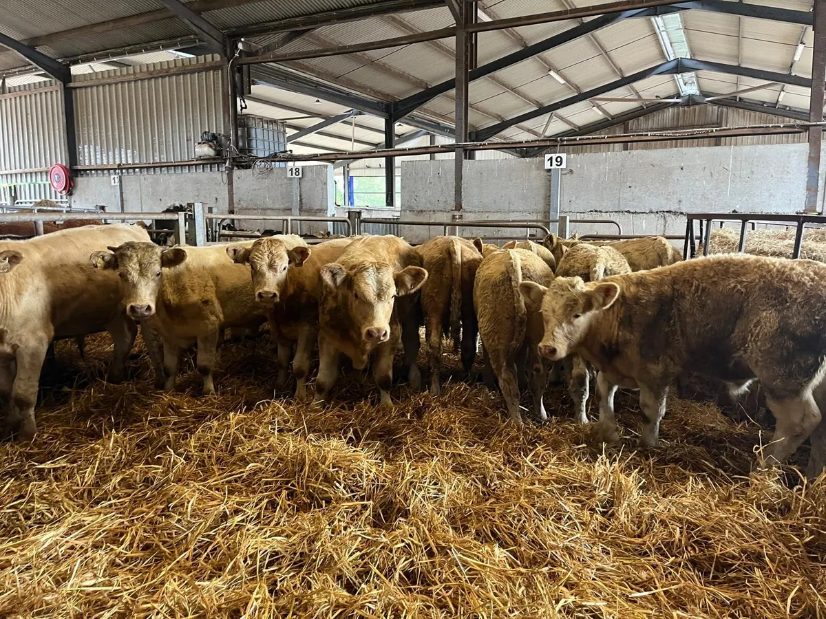 12 super 320 kg charlaois bull weanlings - Image 2