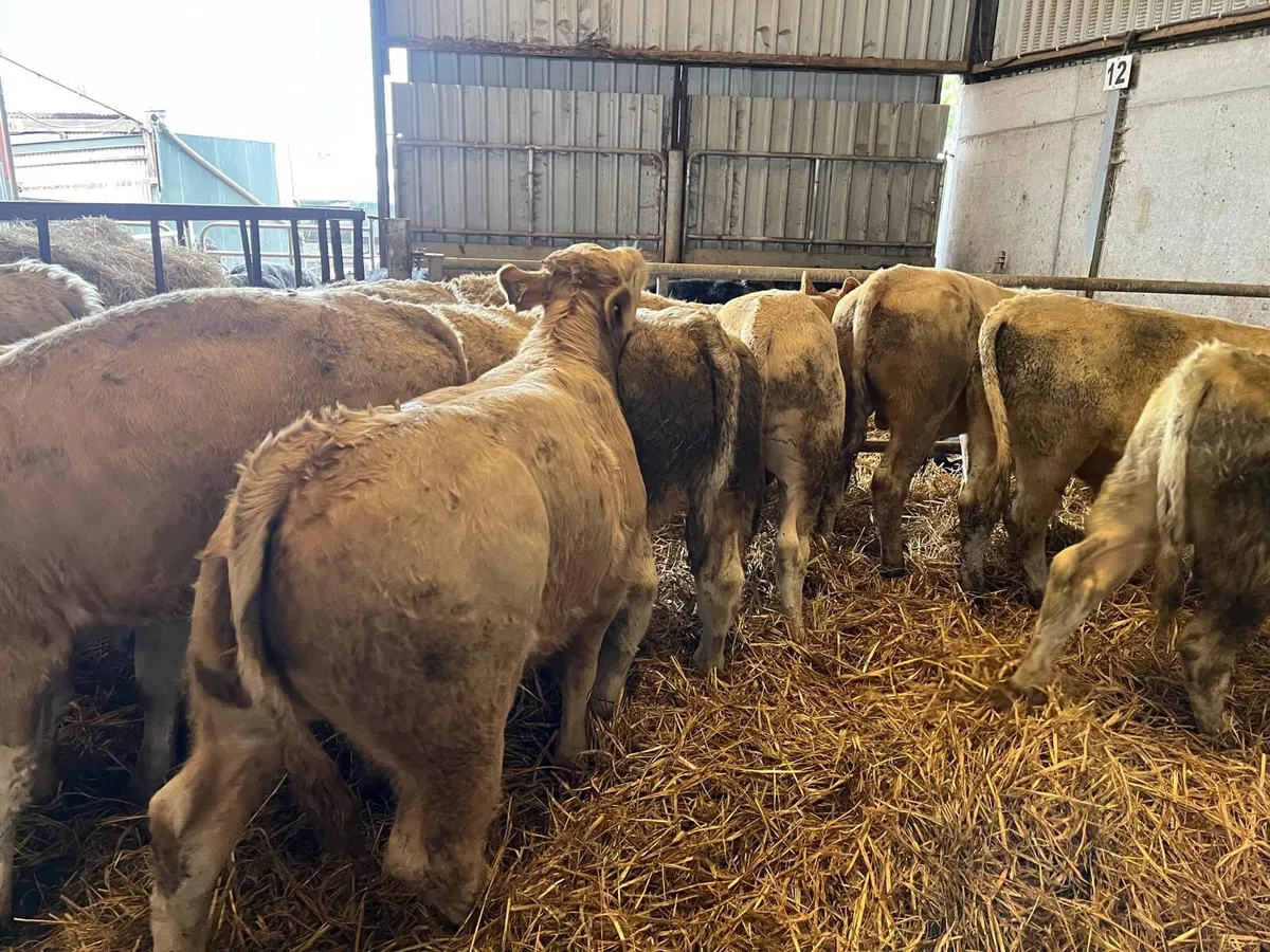 12 super 320 kg charlaois bull weanlings - Image 3