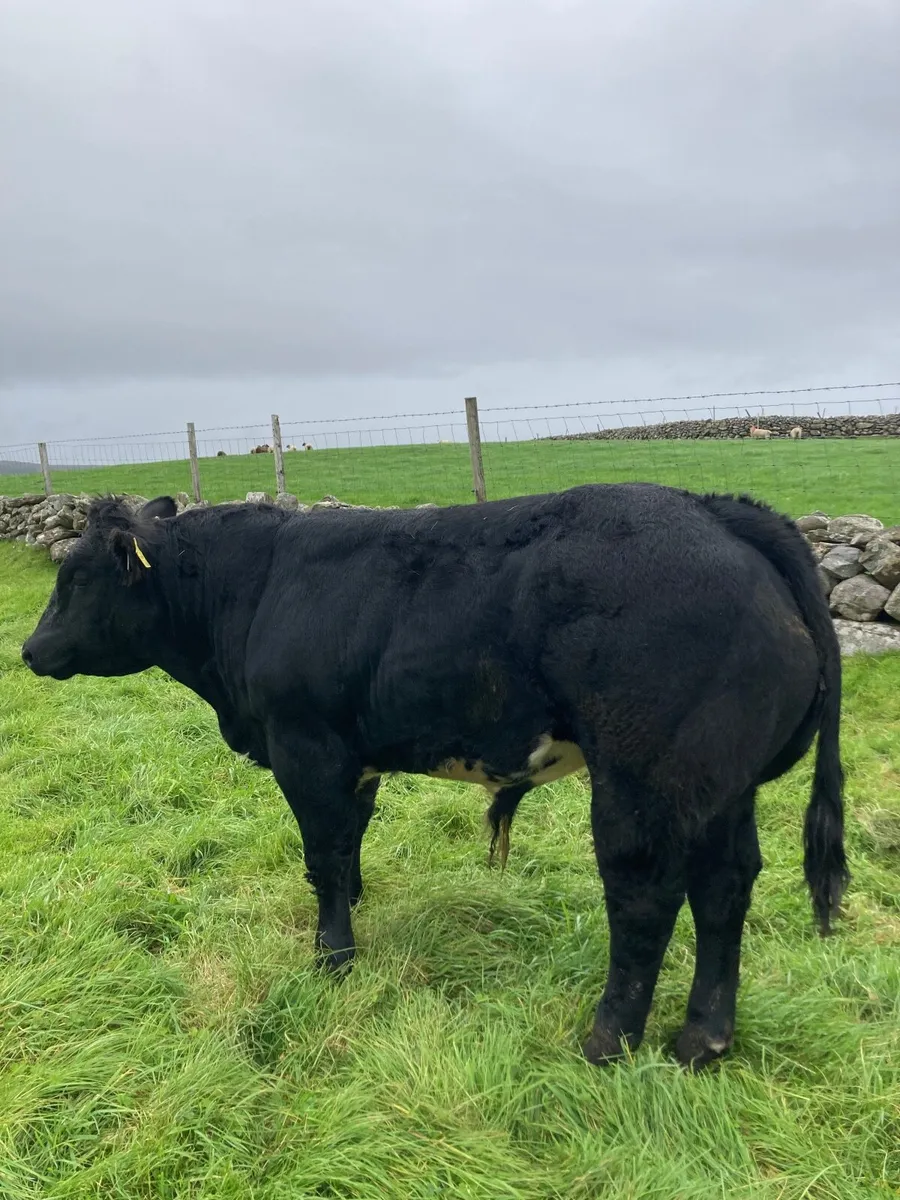 Bull weanling - Image 1