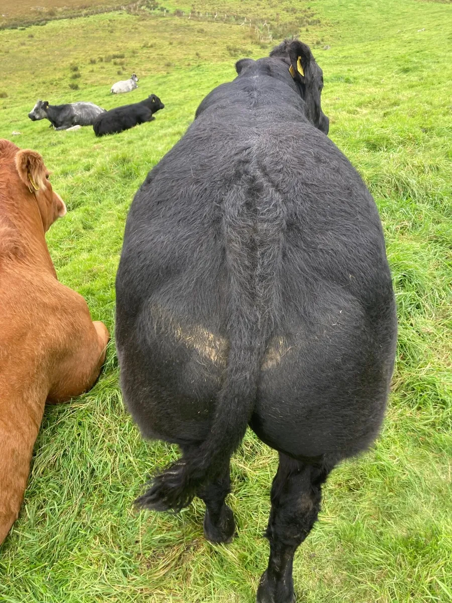 Bull weanling - Image 2