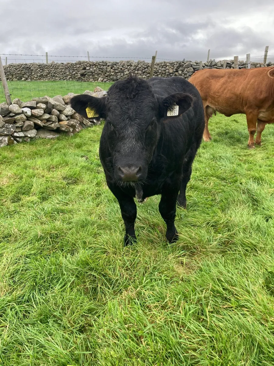 Bull weanling - Image 3