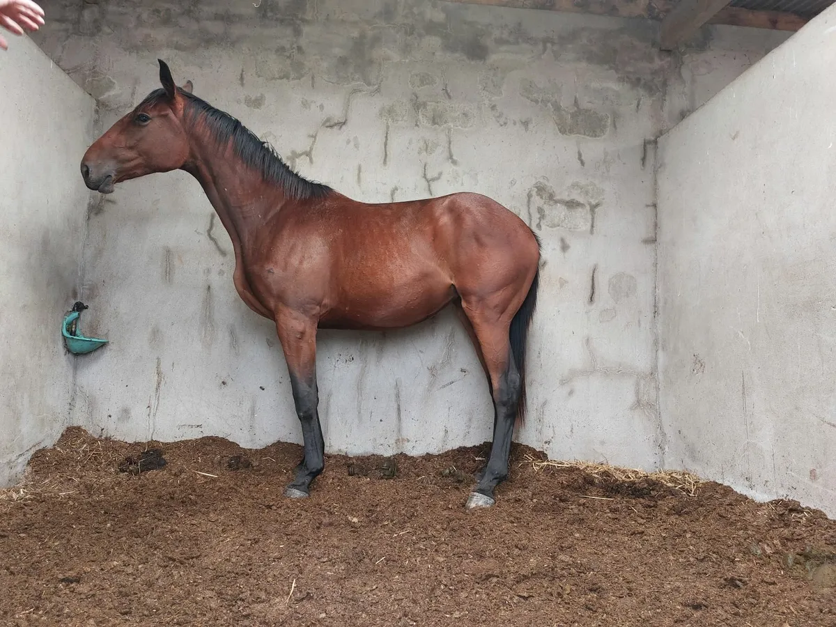Horse