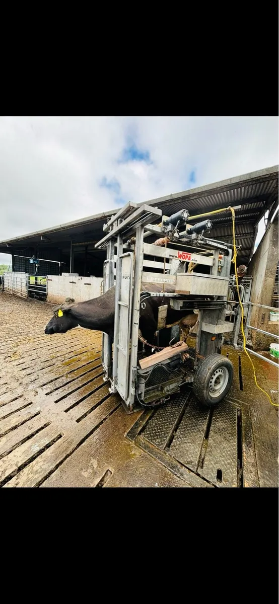 Wopa 49 hoof crate - Image 2