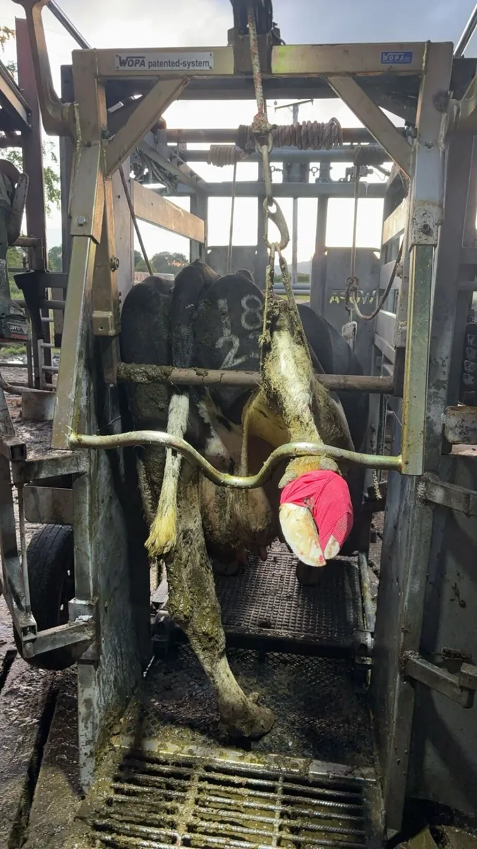 Wopa 49 hoof crate - Image 4