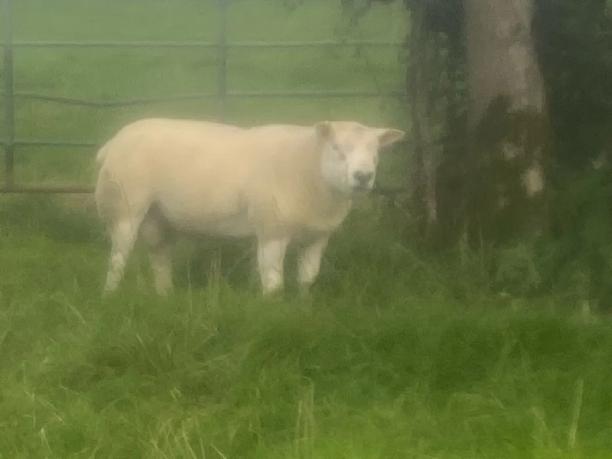 Texel shearling - Image 1