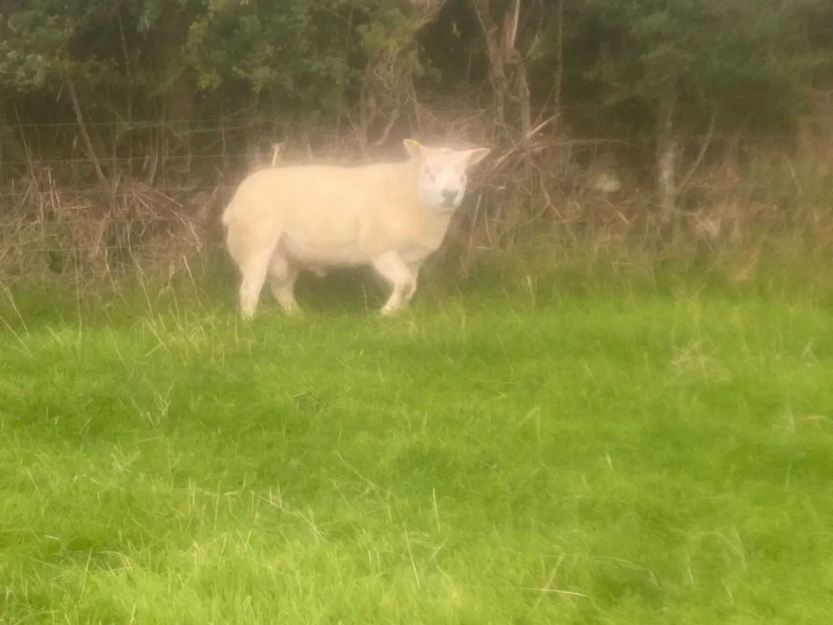 Texel shearling - Image 2