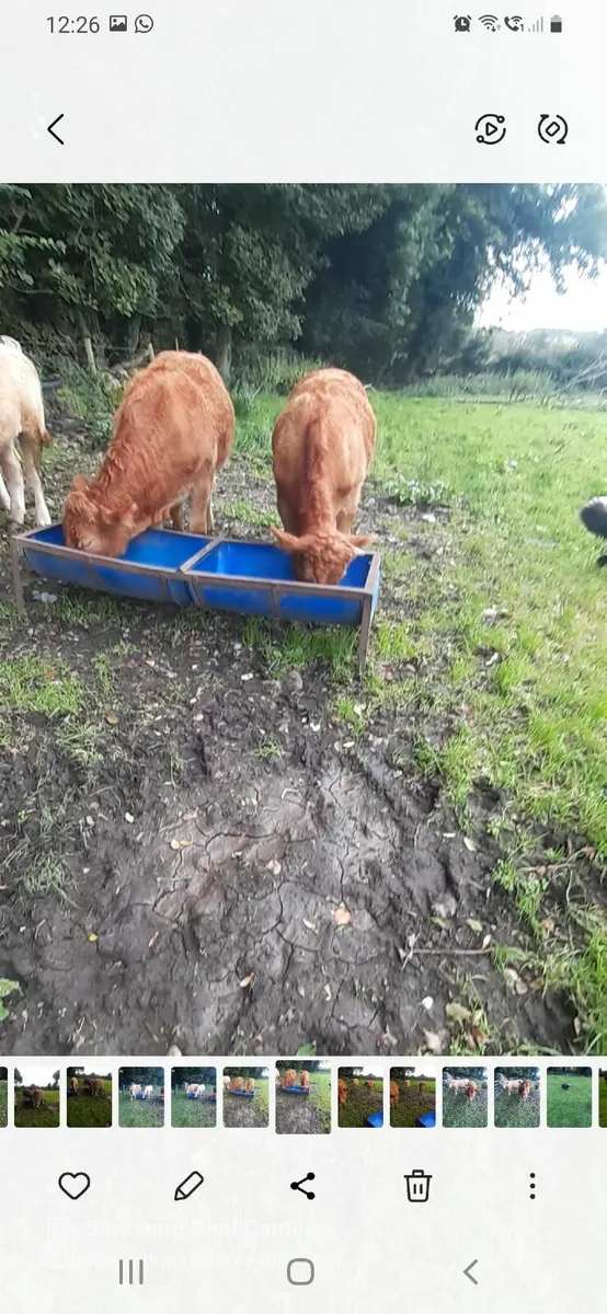 Bullocks - Image 1